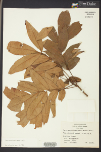 Carya myristiciformis image