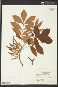 Carya myristiciformis image