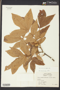 Carya myristiciformis image