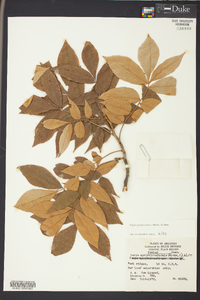 Carya myristiciformis image