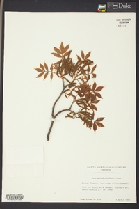 Carya myristiciformis image