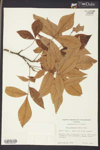 Carya myristiciformis image