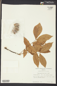 Carya myristiciformis image