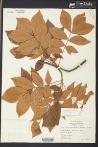 Carya myristiciformis image