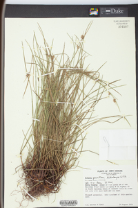 Scleria pauciflora image