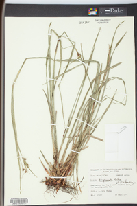 Scleria triglomerata image