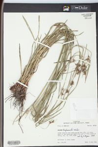 Scleria triglomerata image