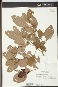 Coccoloba diversifolia image