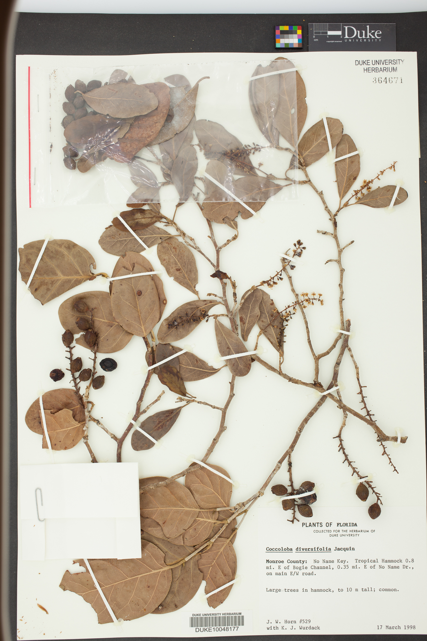 Coccoloba diversifolia image
