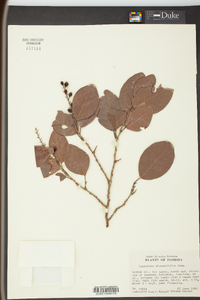 Coccoloba diversifolia image