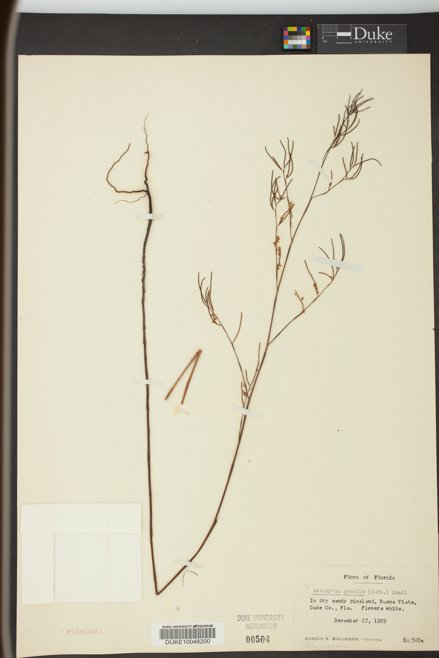 Delopyrum gracile image