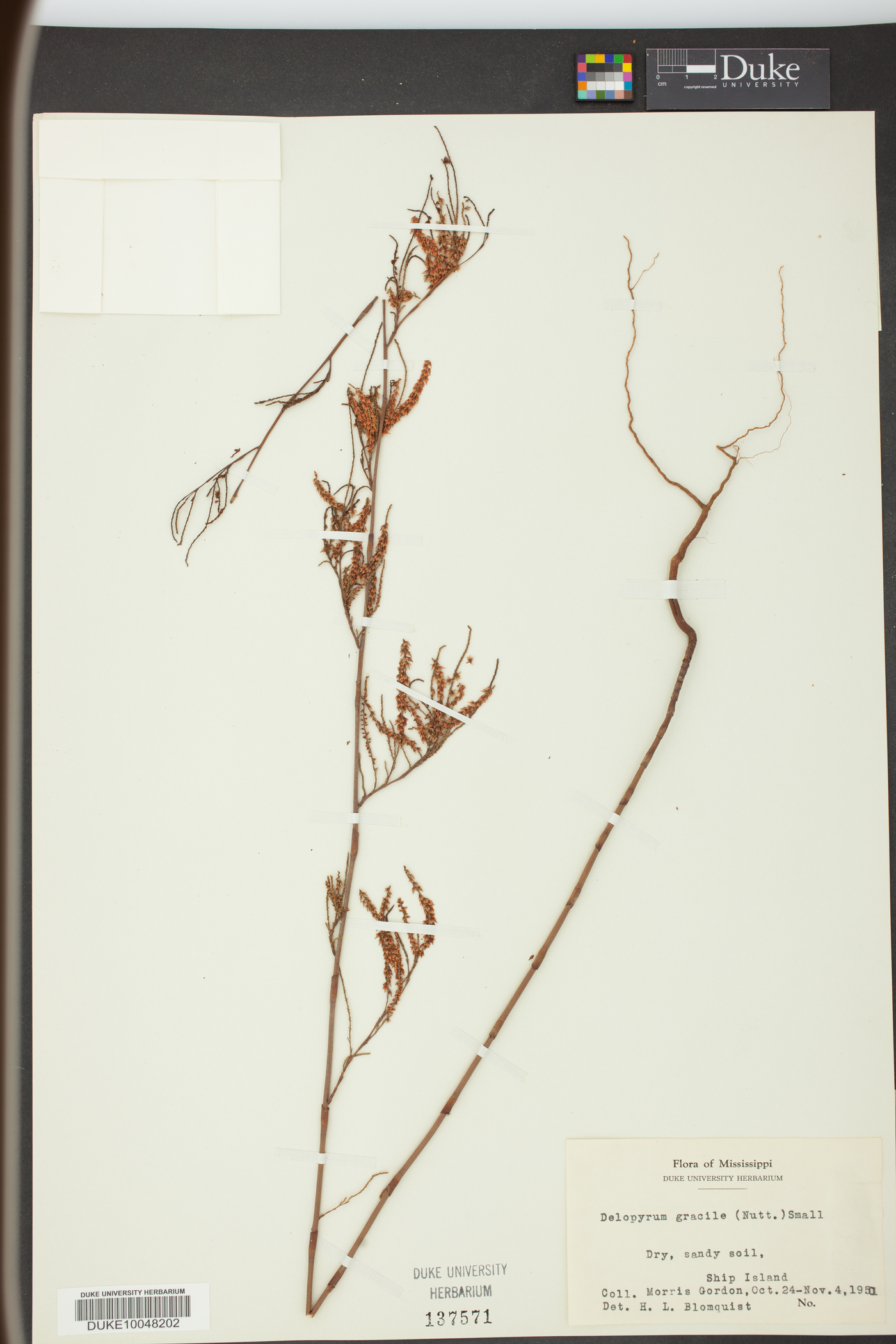 Delopyrum gracile image