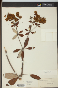 Eriogonum allenii image