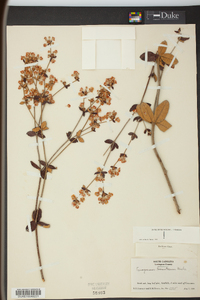 Eriogonum tomentosum image