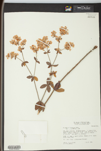 Eriogonum tomentosum image