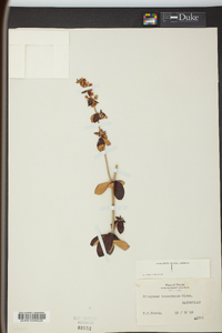 Eriogonum tomentosum image