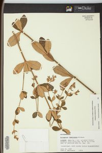 Eriogonum tomentosum image