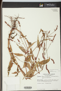 Persicaria glabra image