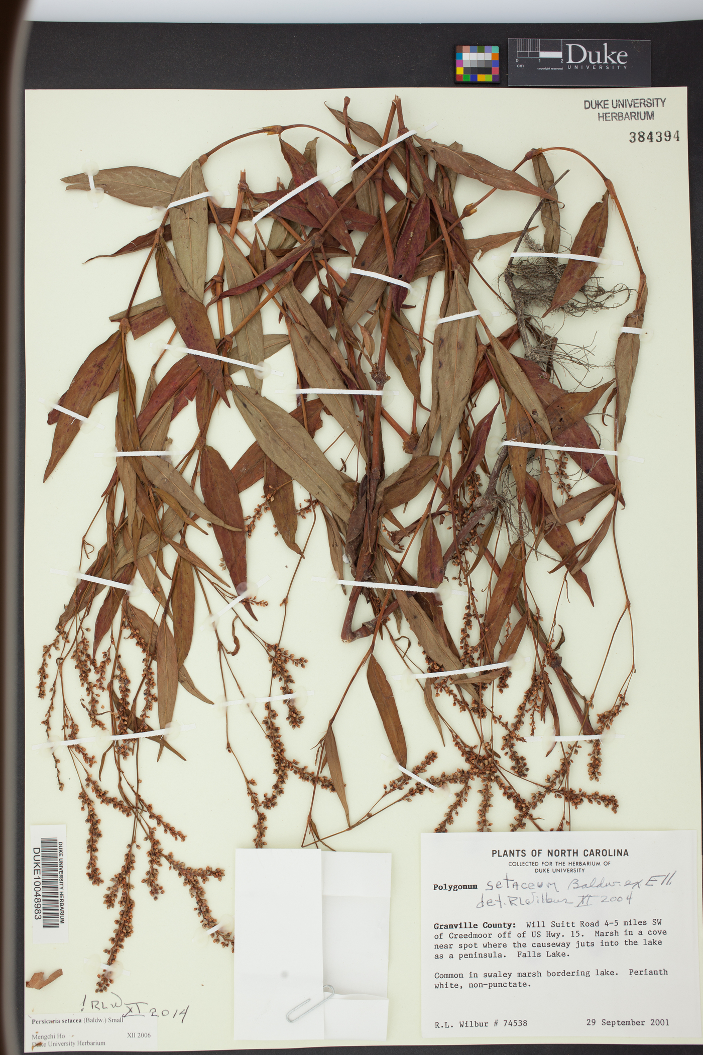 Persicaria setacea image