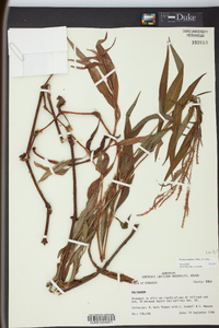 Persicaria glabra image