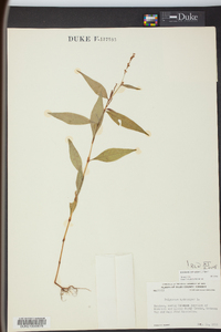 Persicaria hydropiper image