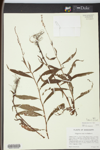 Persicaria setacea image