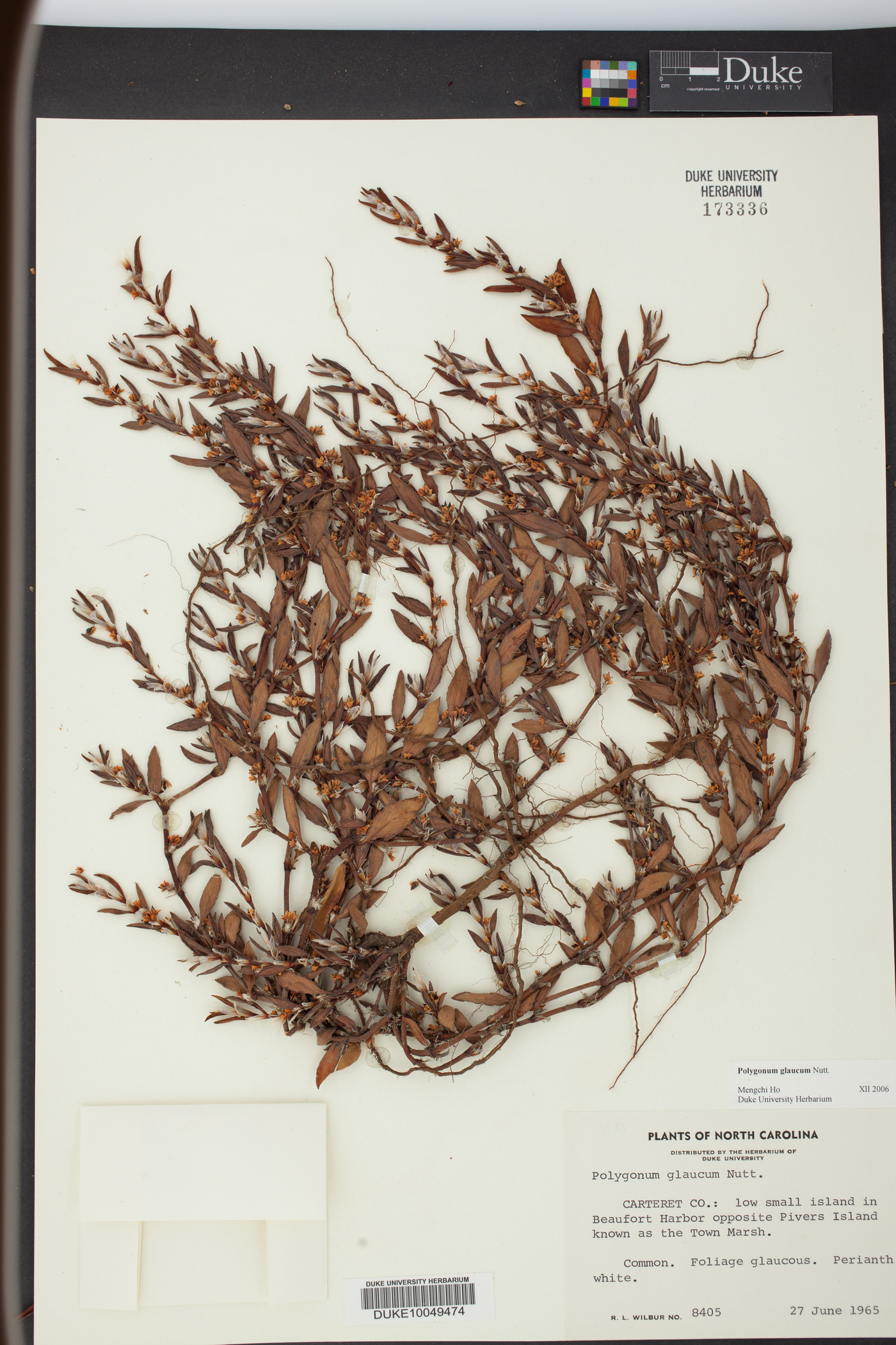 Polygonum glaucum image