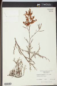 Polygonum americanum image