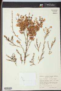 Polygonum americanum image