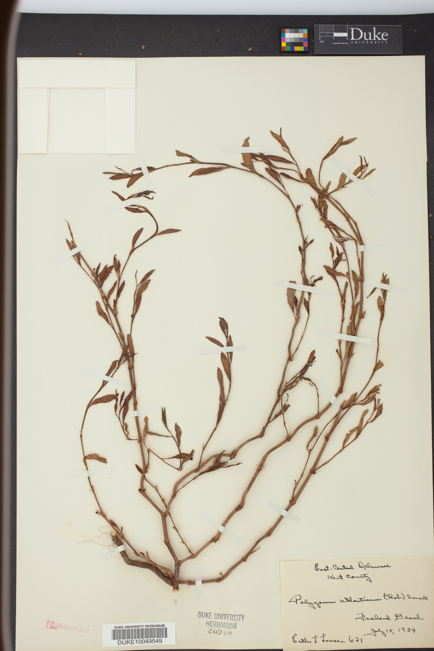Polygonum ramosissimum var. ramosissimum image