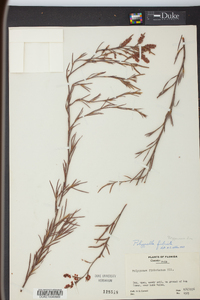Polygonum fimbriatum image