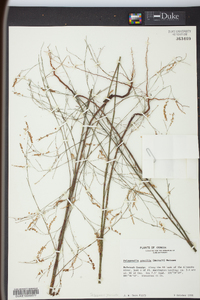 Polygonum pinicola image