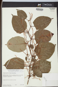 Reynoutria japonica image