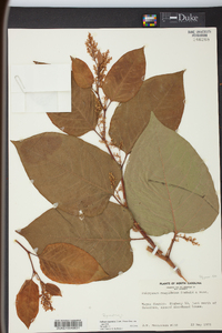 Reynoutria japonica image