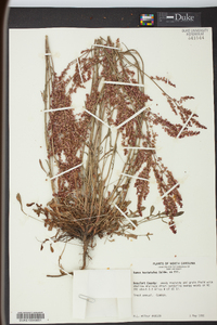 Rumex hastatulus image