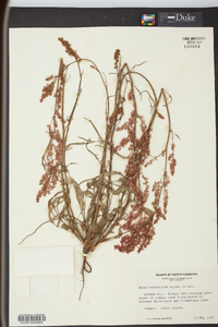 Rumex hastatulus image