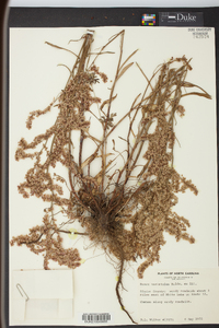 Rumex hastatulus image