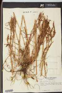 Rumex hastatulus image