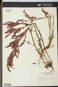 Rumex hastatulus image