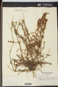 Rumex hastatulus image