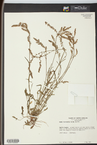 Rumex hastatulus image