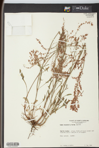 Rumex hastatulus image