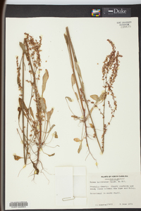 Rumex hastatulus image