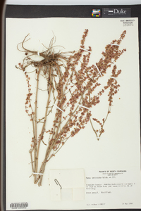 Rumex hastatulus image