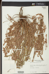 Rumex hastatulus image