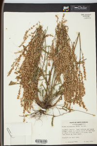 Rumex hastatulus image