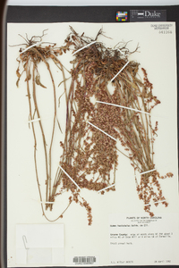 Rumex hastatulus image