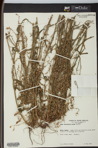 Rumex hastatulus image