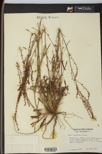 Rumex hastatulus image