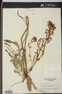 Rumex hastatulus image